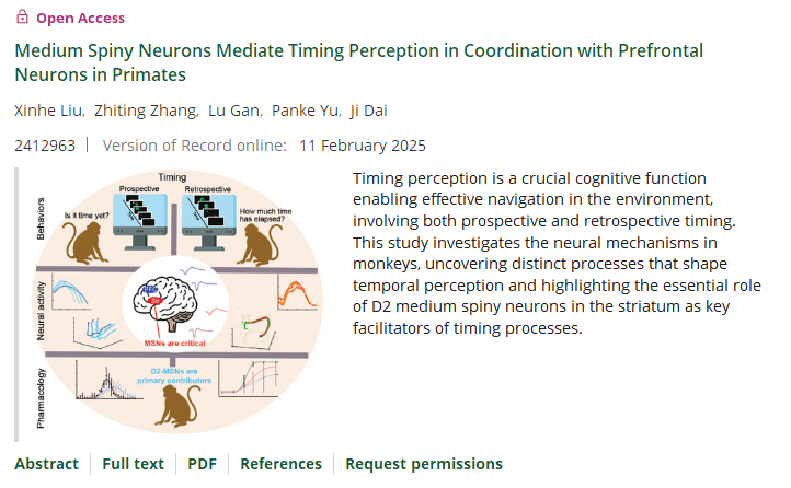 Advanced Science｜深圳先进院脑所/深港脑院戴辑团队揭示时间信息在灵长类大脑中的神经表征