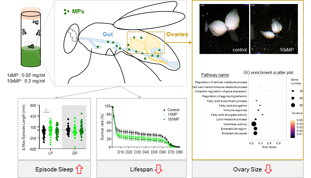Zoological Research︱微塑料暴露扰乱睡眠结构、降低寿命并影响生育力的系统评估