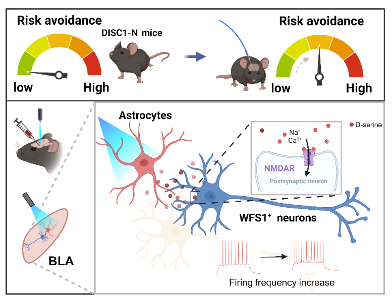 Neuron｜屠洁研究员团队发现BLA星形胶质细胞是调控精神障碍下异常风险决策行为的关键
