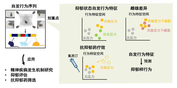 Nature子刊丨深圳先进院王立平团队使用基于人工智能的深度学习框架对小鼠抑郁样行为进行系统评估与预测
