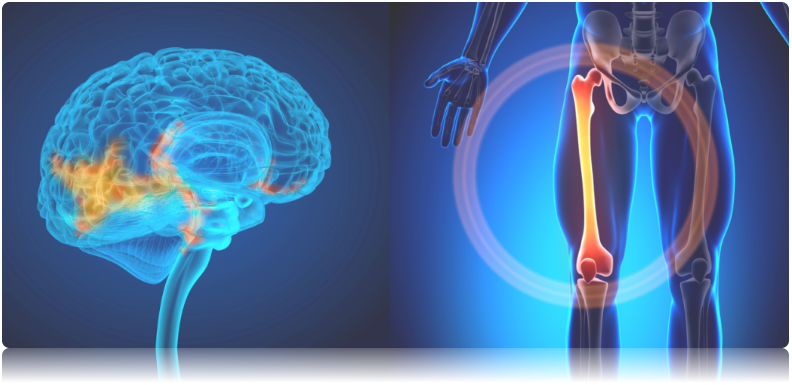 Neuron丨深圳先进院杨帆团队首次揭示大脑调控甲状旁腺素分泌干预骨代谢的机制