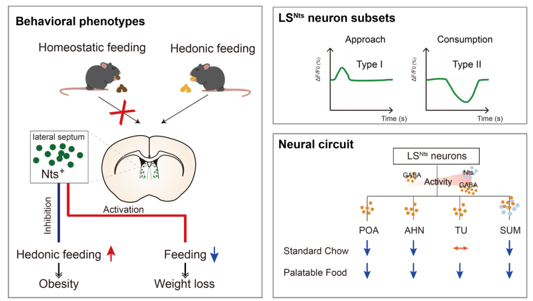 Molecular Psychiatry | 中科院深圳先进院朱英杰团队发现调控享乐性进食的神经环路