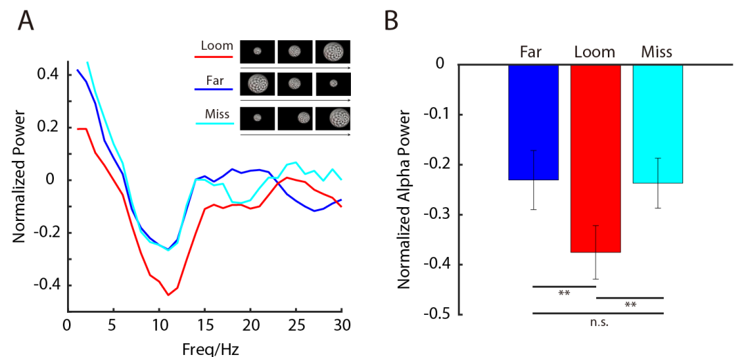 Cognitive Neurodynamics | 深圳先进院蔚鹏飞课题组提出基于本能恐惧范式的孤独症谱系障碍诊断脑电指标