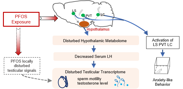 Science of The Total Environment|深圳先进院李蕾团队发现有机污染物在脑-睾丸轴层面破坏男性生育力
