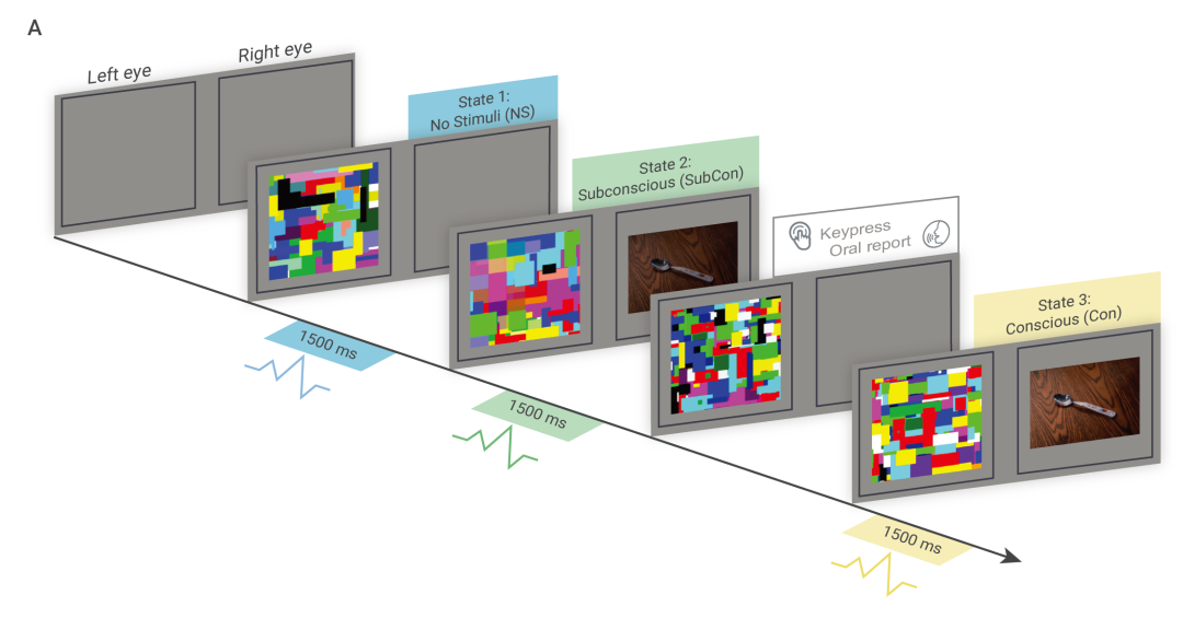 The Innovation｜深圳先进院戴辑团队揭示视觉意识涌现过程中大脑的动态变化特征