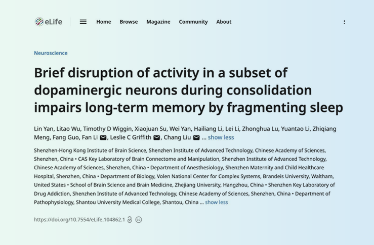 eLife｜深圳先进院脑所/深港脑院刘畅团队解析多巴胺微环路共调控睡眠和记忆巩固过程