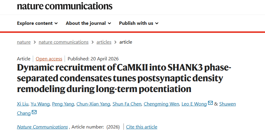 Nature子刊丨深圳先进院脑所/深港脑院张淑雯联合揭示自闭症相关SHANK3蛋白无序区介导相分离与突触可塑性的机制